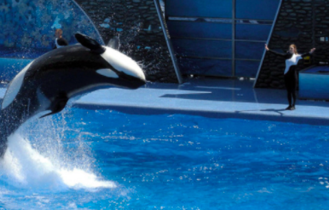 A trainer guiding a whale during a show at SeaWorld.