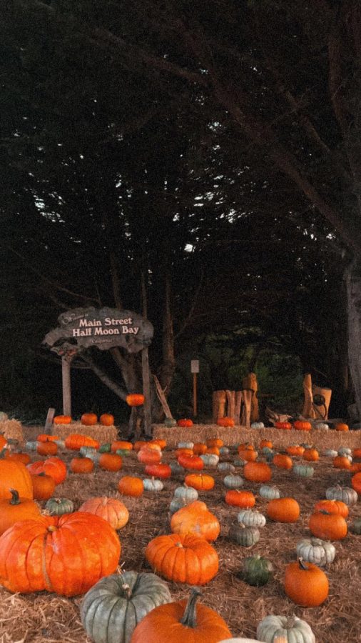 One of the many pumpkin patches in Half Moon Bay that are open to visitors.
