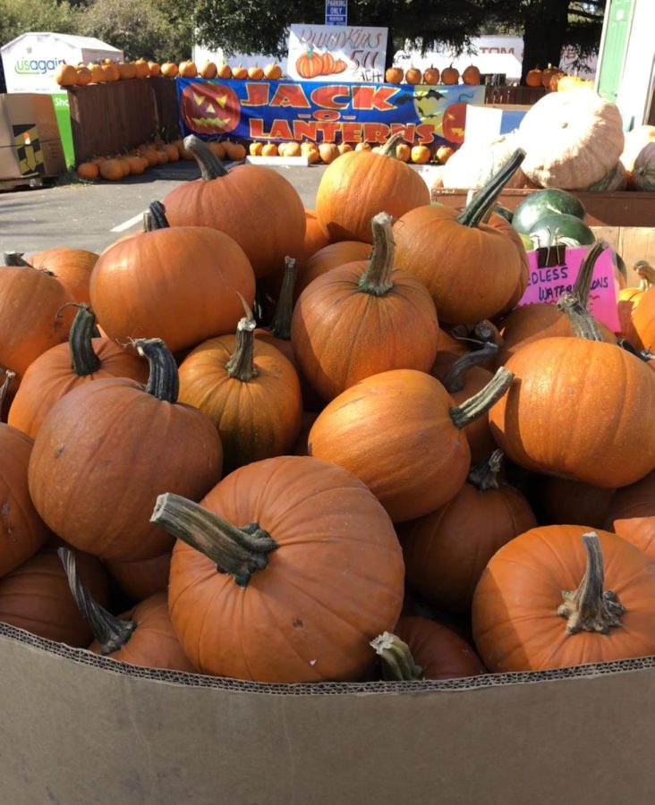 Pumpkins are sold in Half Moon Bay to start the fall season rignt.