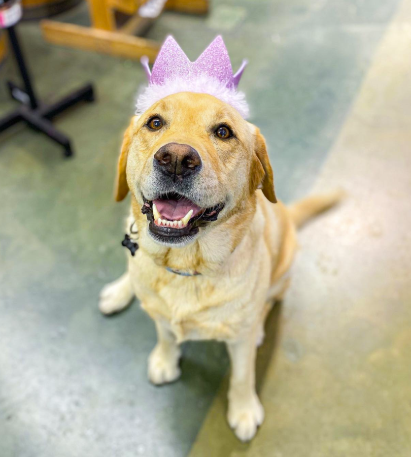 A furry customer of Bow Wow Meow dresses up as a princess for Halloween.