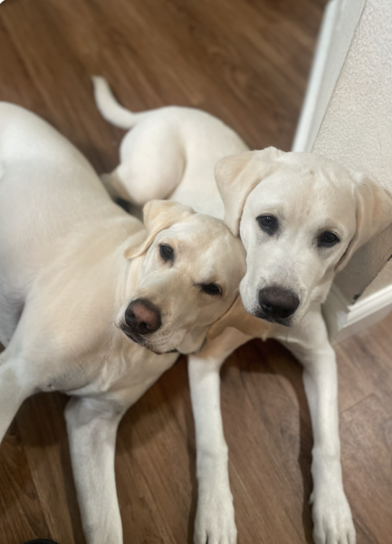 Dogs are the best company to come home to