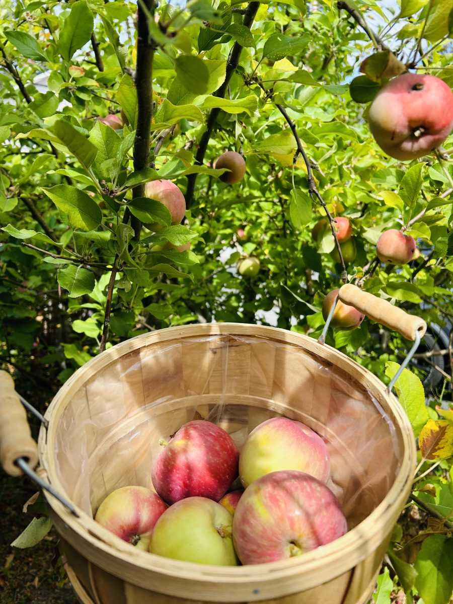 Going apple picking is a great way to join in the festivities of the fall season.