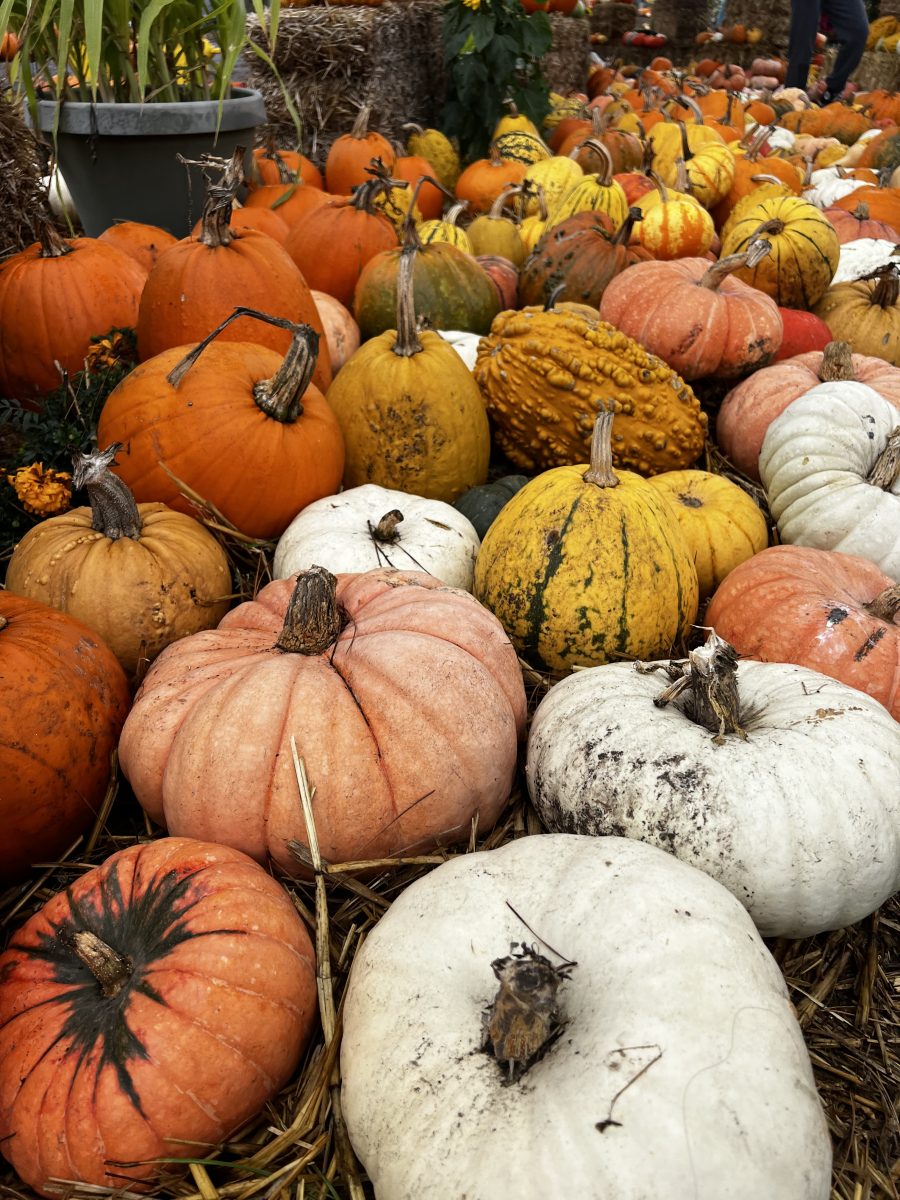 All pumpkins offer various other benefits besides carving and decoration.