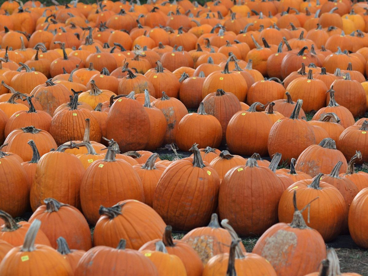 Spending a day at a pumpkin patch helps embrace the true spirit of fall. 